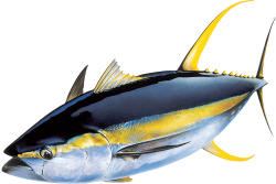 Yellowfin_tuna